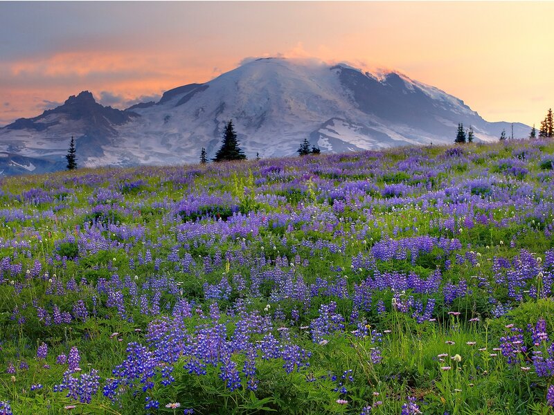 Purple wildflowers at Mount Rainier