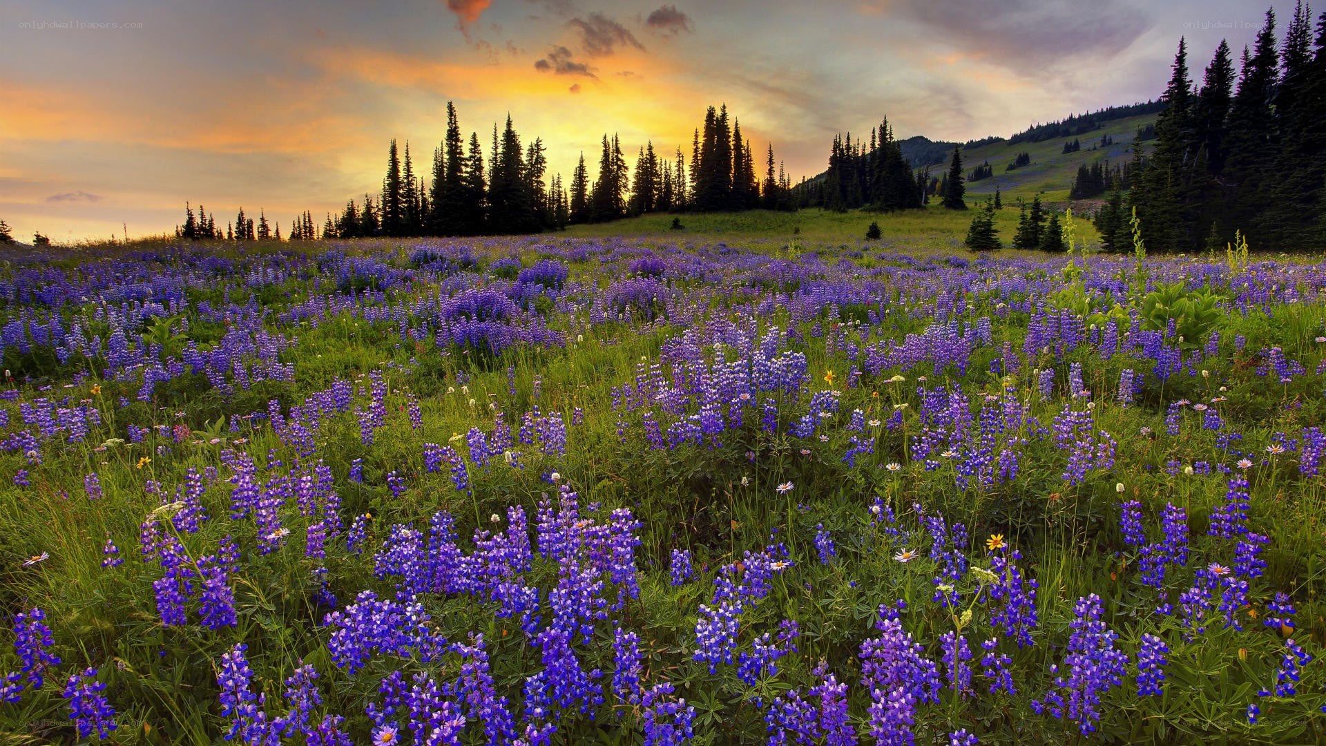 Purple wildflowers at sunset