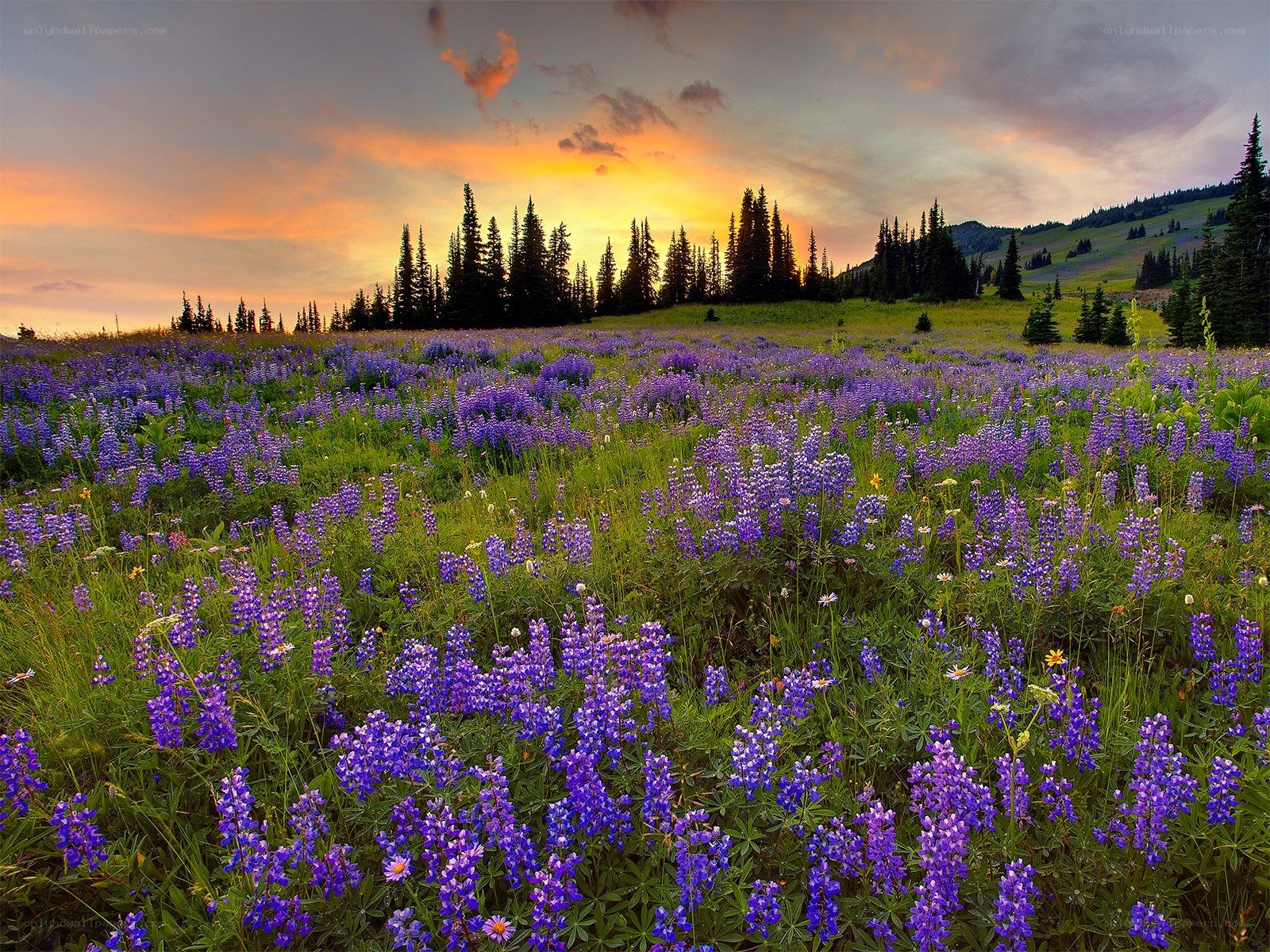 Purple wildflowers at sunset