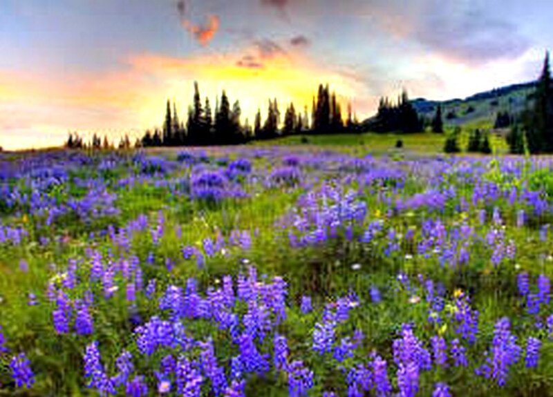 purple wildflowers at sunset
