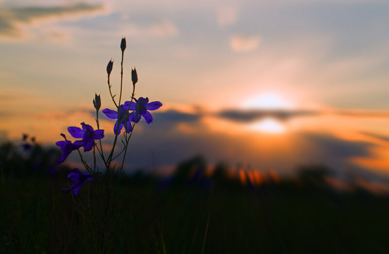 Purple Wildflowers at Sunset — Serene