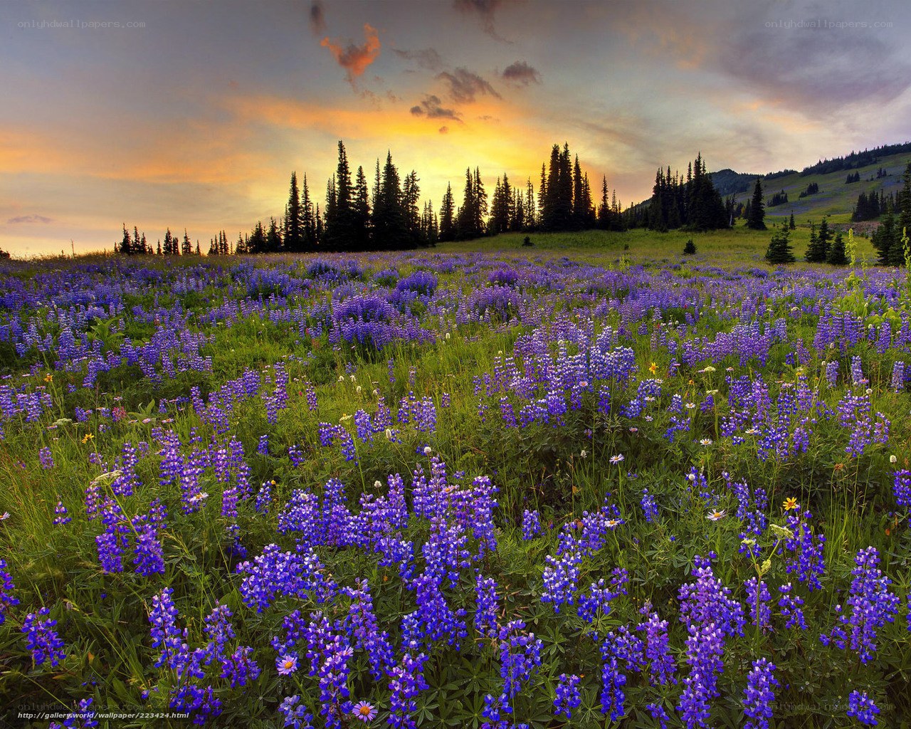 Purple wildflowers at sunset