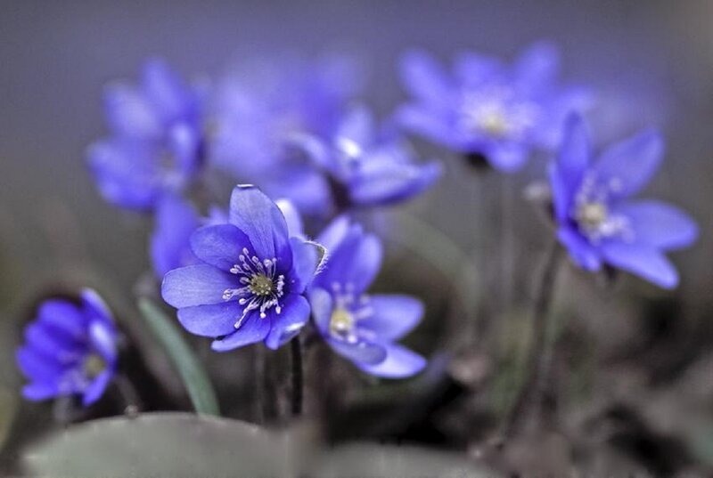 Purple Wildflowers — Blue