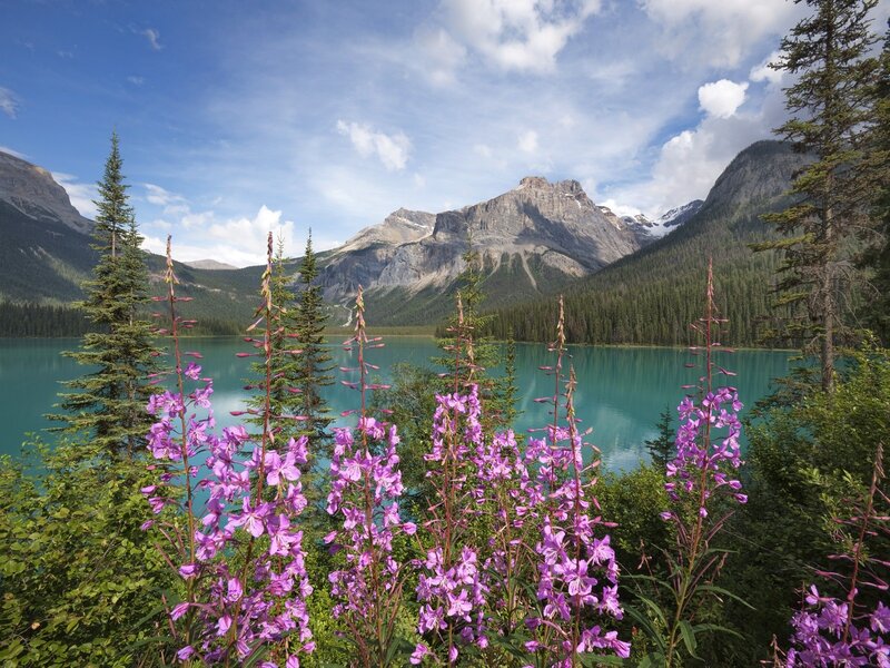 Purple wildflowers by a turquoise lake