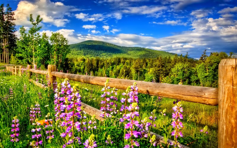 Purple Wildflowers by Fence