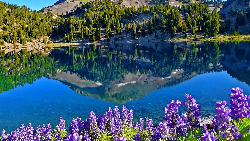 Purple Wildflowers by Lake — Blue, Serene, Summer, Photograph