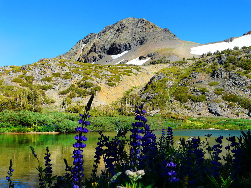 Purple Wildflowers by Lake — Blue, Serene, Summer