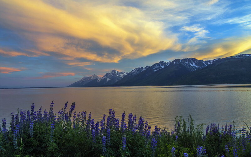 Purple Wildflowers by Lake — Blue, Serene, Sunset, Photograph