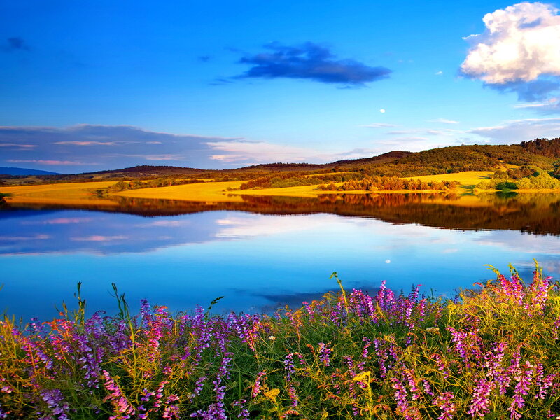 Purple Wildflowers by Lake — Blue, Serene, Sunset