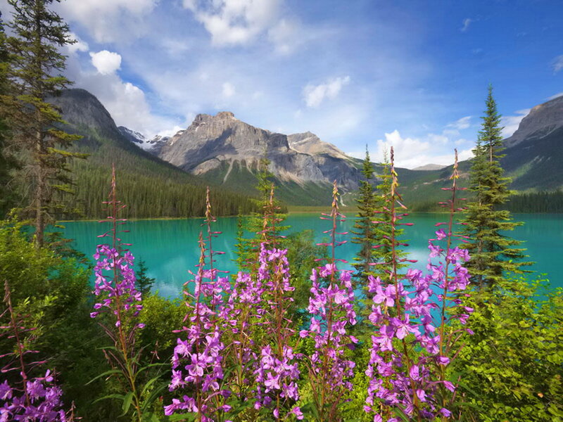 Purple Wildflowers by Lake — Blue, Serene
