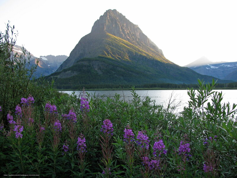 Purple Wildflowers by Lake — Green