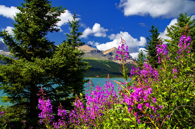 Purple Wildflowers by Lake — Serene, Summer, Photograph
