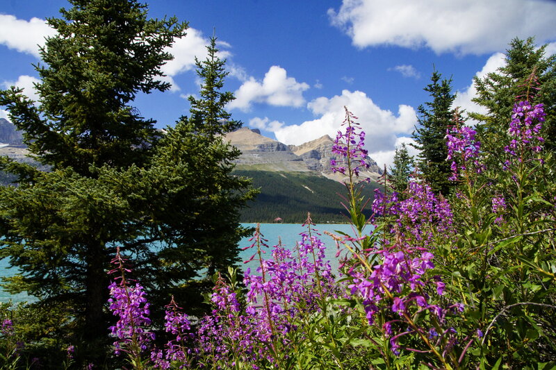 Purple Wildflowers by Lake — Serene, Summer