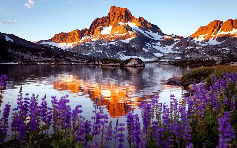 Purple Wildflowers by Lake — Serene, Sunset, Photograph