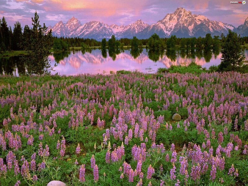 Purple Wildflowers by Lake — Serene, Sunset