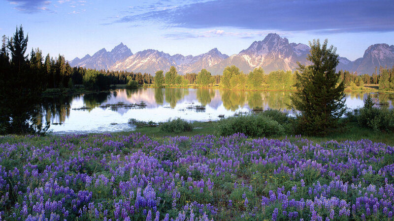 Purple Wildflowers by Lake — Serene