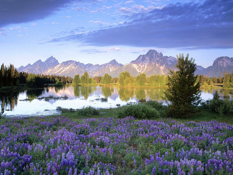Purple Wildflowers by Lake