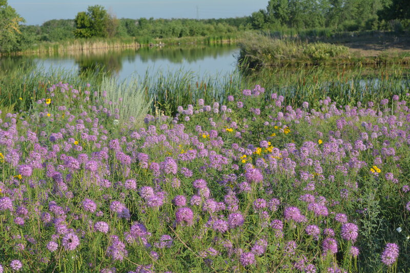 Purple Wildflowers by Pond