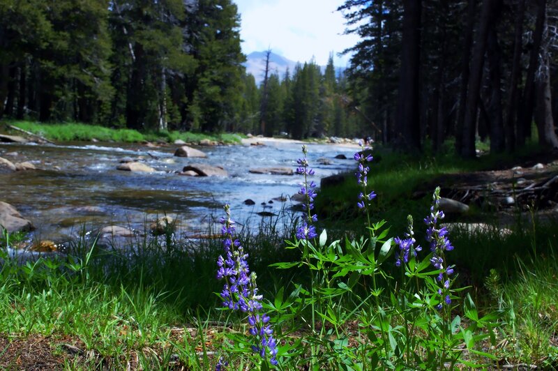 Purple Wildflowers by River — Green