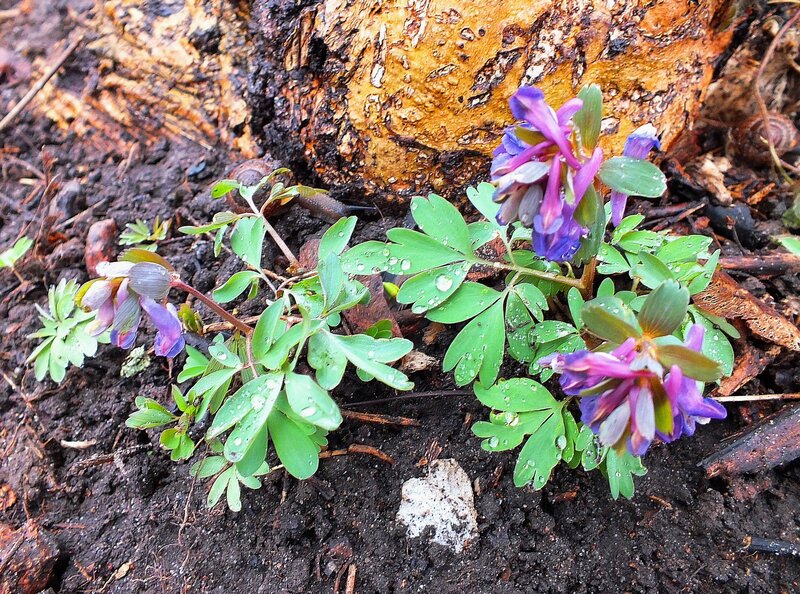Purple Wildflowers by Tree