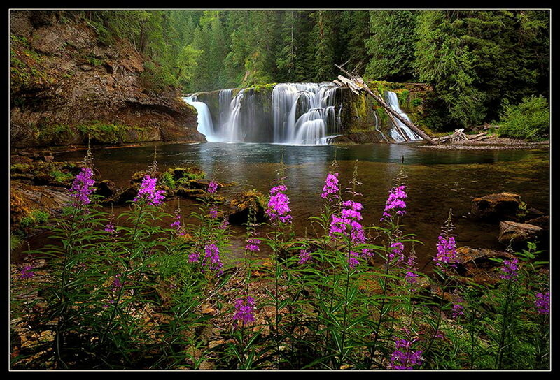 Purple Wildflowers by Waterfall