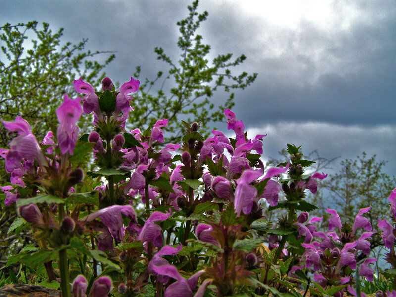 Purple Wildflowers — Dramatic