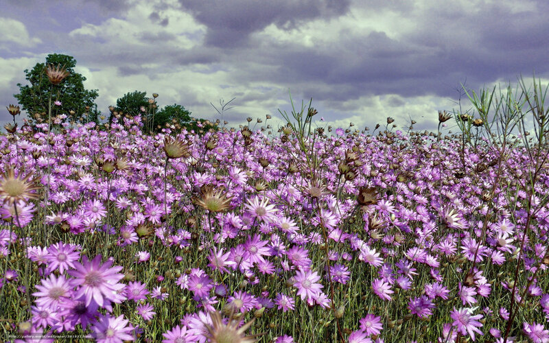 Purple Wildflowers Field — Dramatic, Afternoon, Photograph, Sky, Clouds