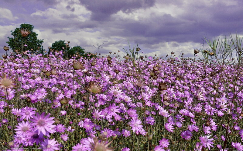 Purple Wildflowers Field — Dramatic, Afternoon, Photograph, Sky