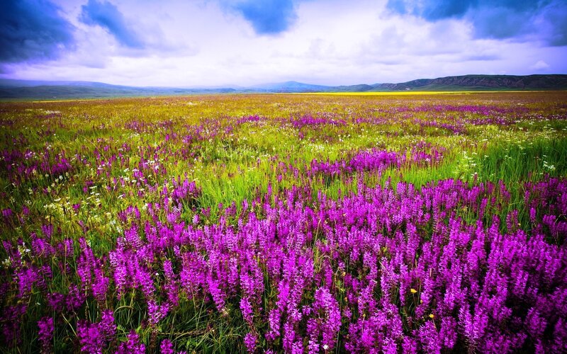 Purple Wildflowers Field — Dramatic, Afternoon, Photograph