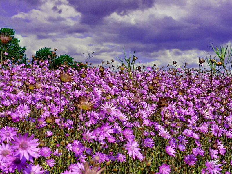Purple Wildflowers Field — Dramatic, Afternoon