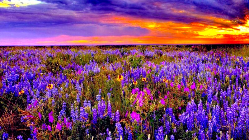 Purple Wildflowers Field — Dramatic, Sunset