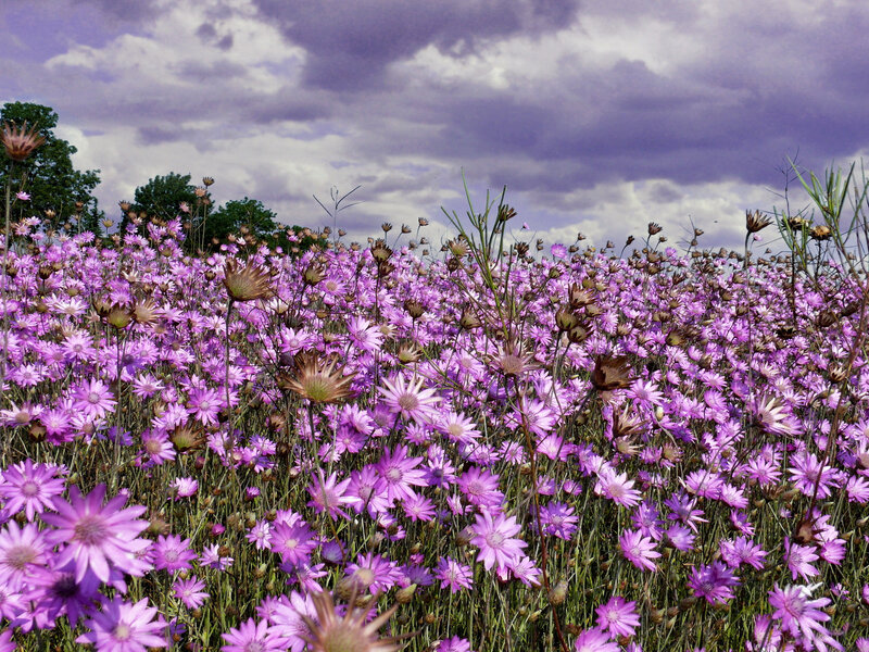 Purple Wildflowers Field — Dramatic
