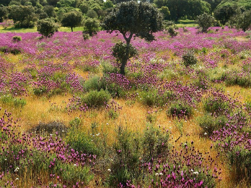 Purple Wildflowers Field — Serene, Afternoon