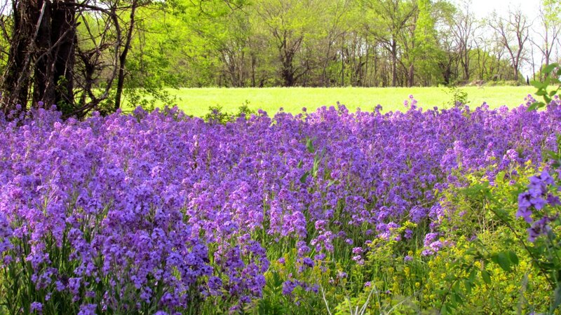 Purple Wildflowers Field — Serene, Spring, Photograph
