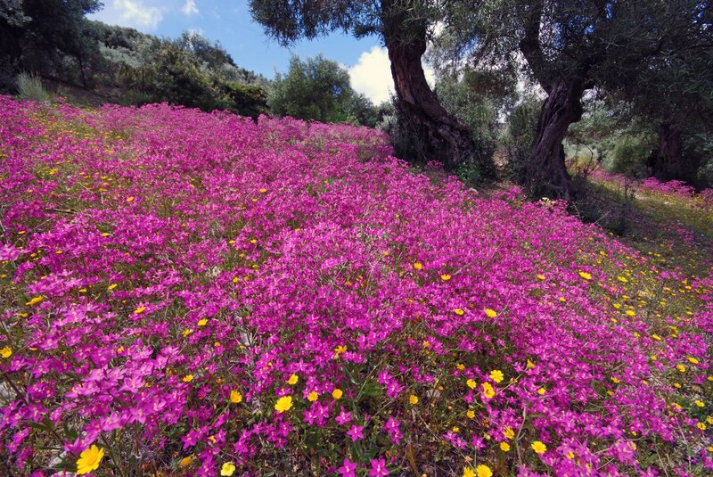 Purple Wildflowers Field — Serene, Spring