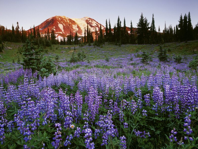 Purple Wildflowers Field — Serene, Sunrise