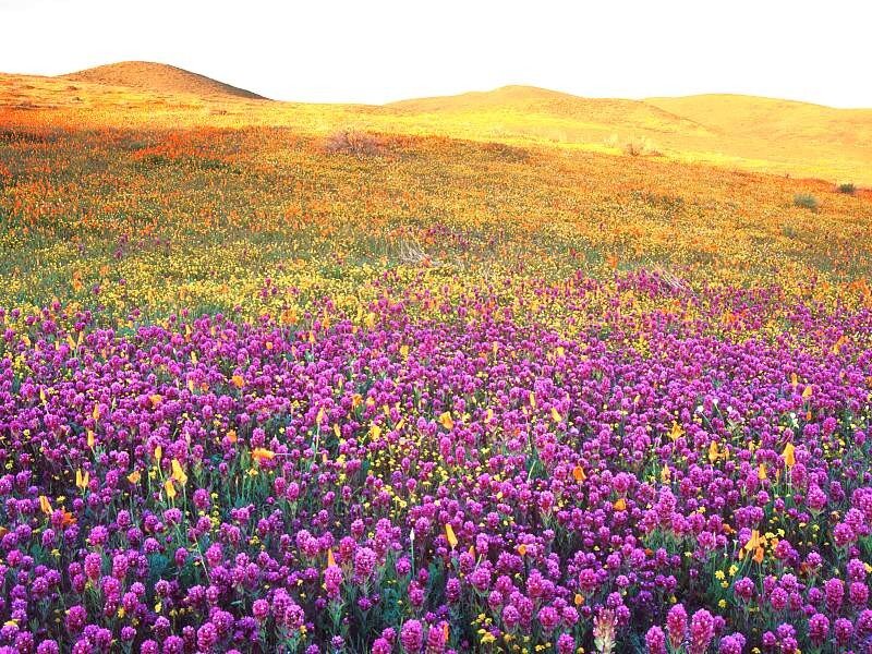 Purple Wildflowers Field — Serene, Sunset, Photograph, Hills