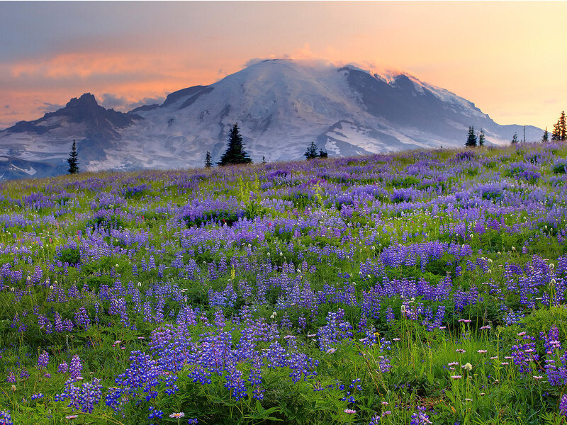 Purple Wildflowers Field — Serene