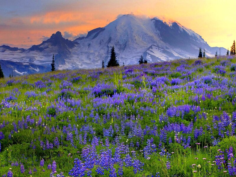 Purple Wildflowers Field