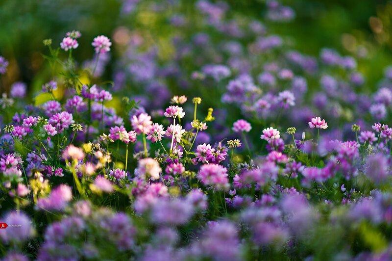 purple wildflowers in a field