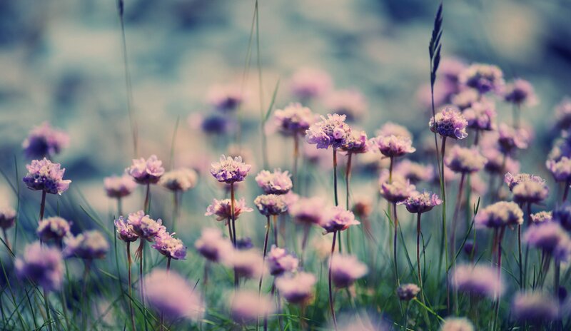purple wildflowers in a field