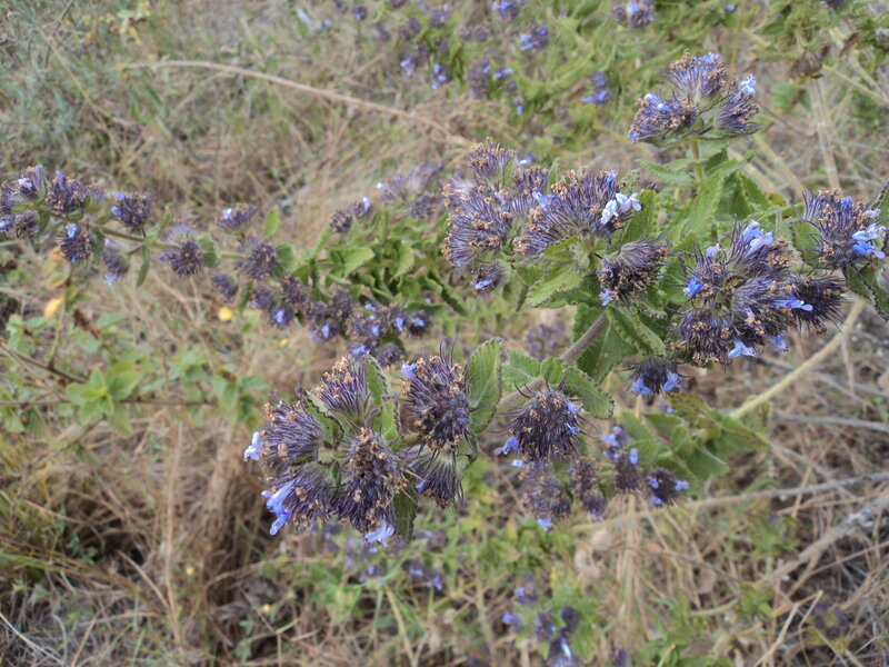purple wildflowers in a field