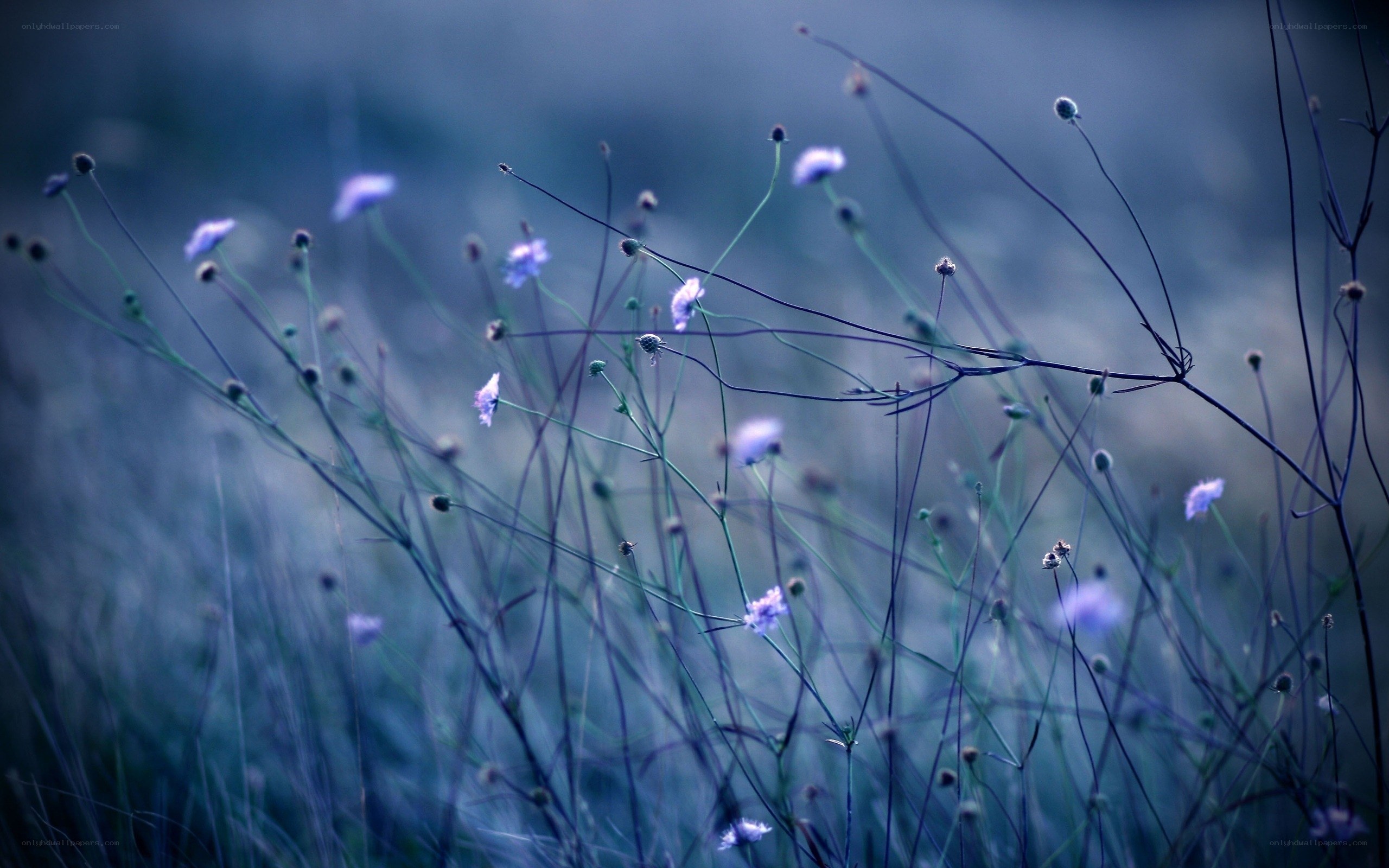 Purple wildflowers in a field