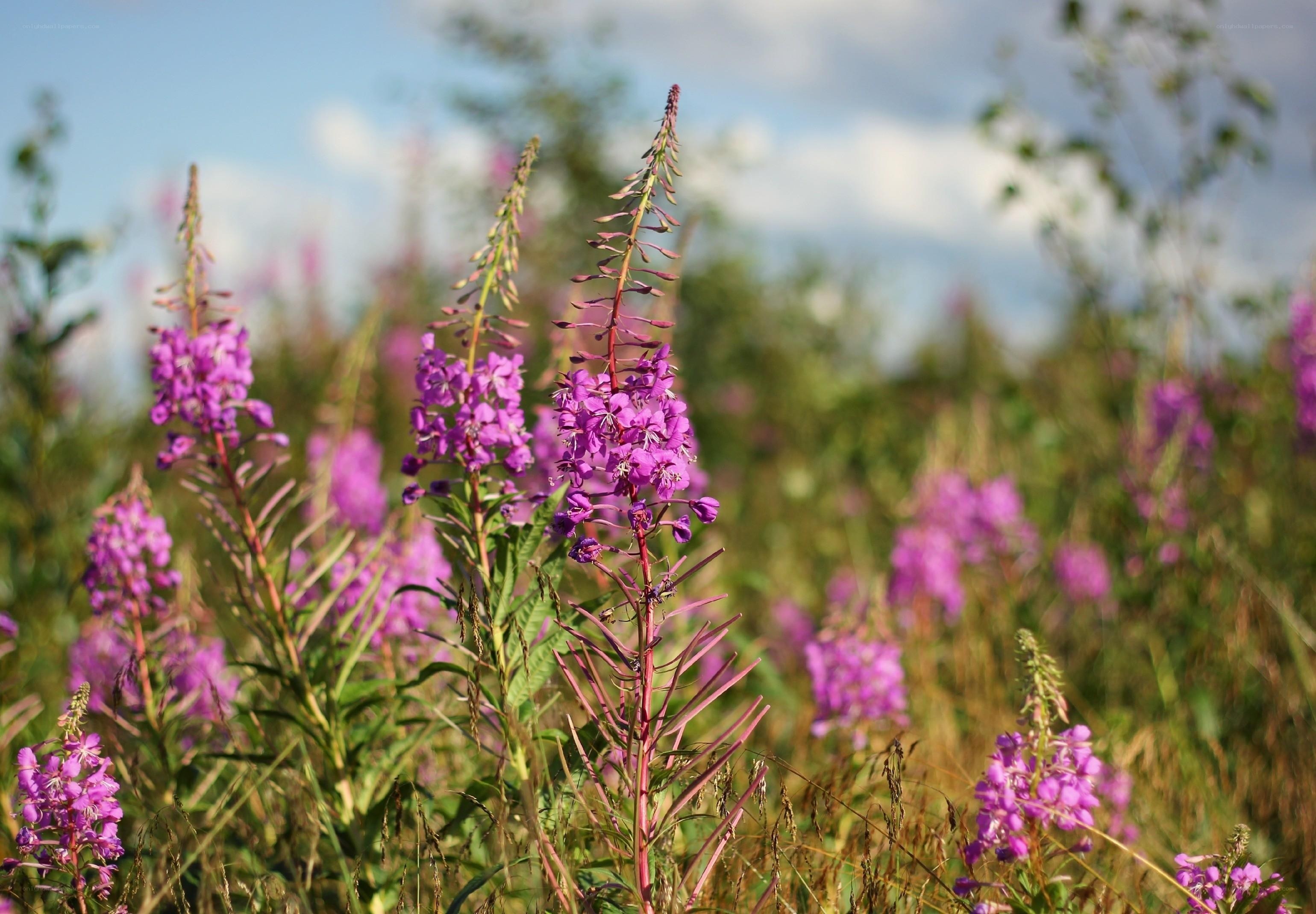 Purple wildflowers in a field