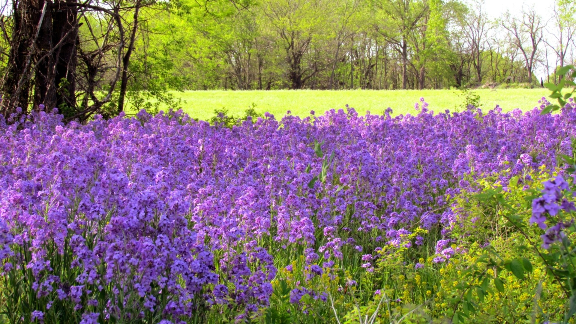 purple wildflowers in a field