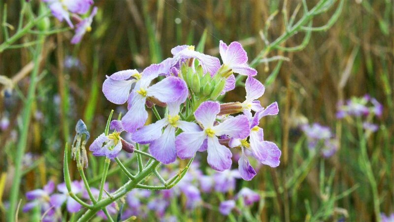 purple wildflowers in a field
