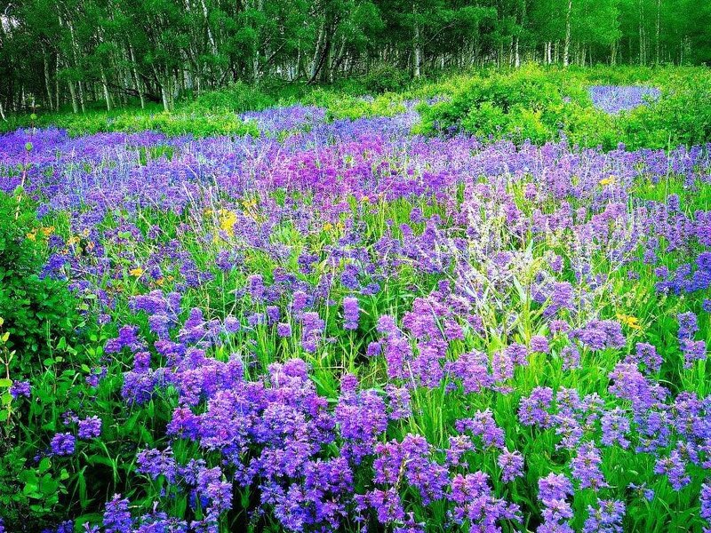 purple wildflowers in a forest clearing