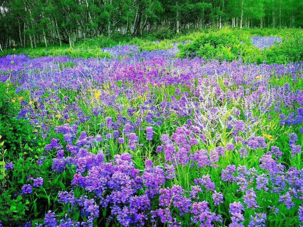 purple wildflowers in a forest clearing