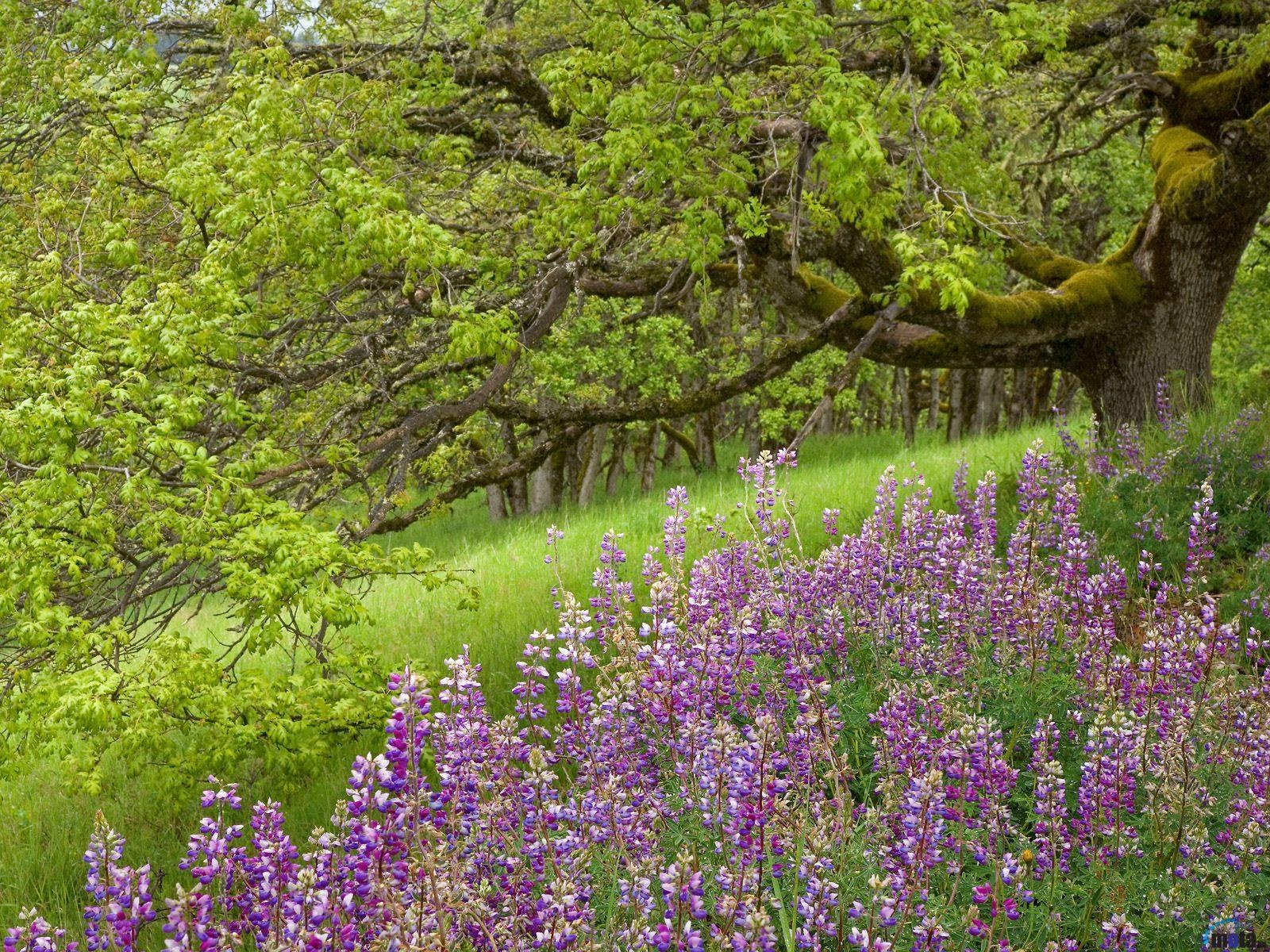 purple wildflowers in a forest