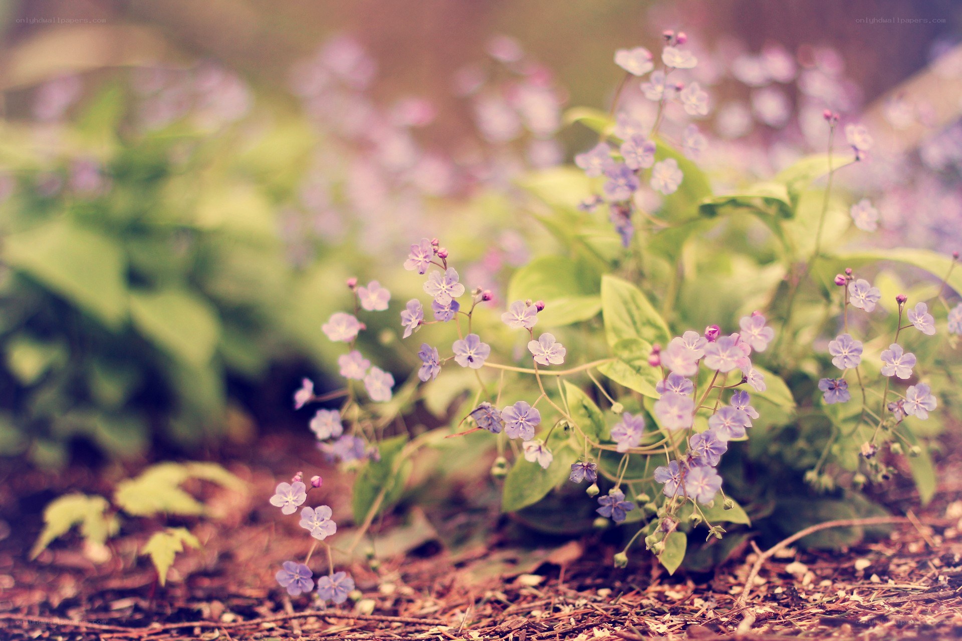 purple wildflowers in a garden
